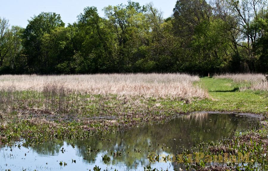 Still pond reflecting trees, with tall dry grass and green forest beyond.