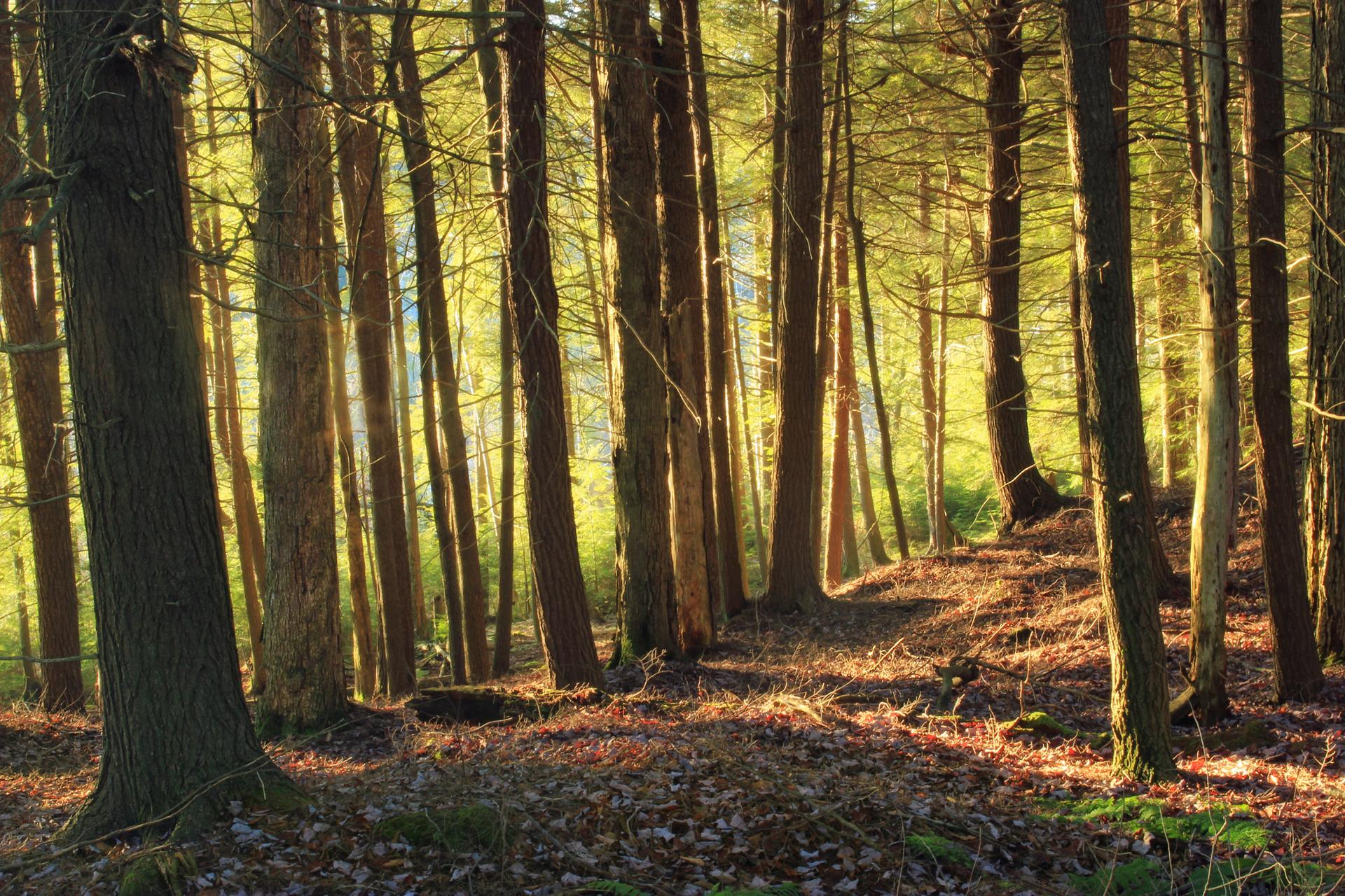 Golden sunlight illuminates a dense forest with tall trees and a leaf-covered ground.