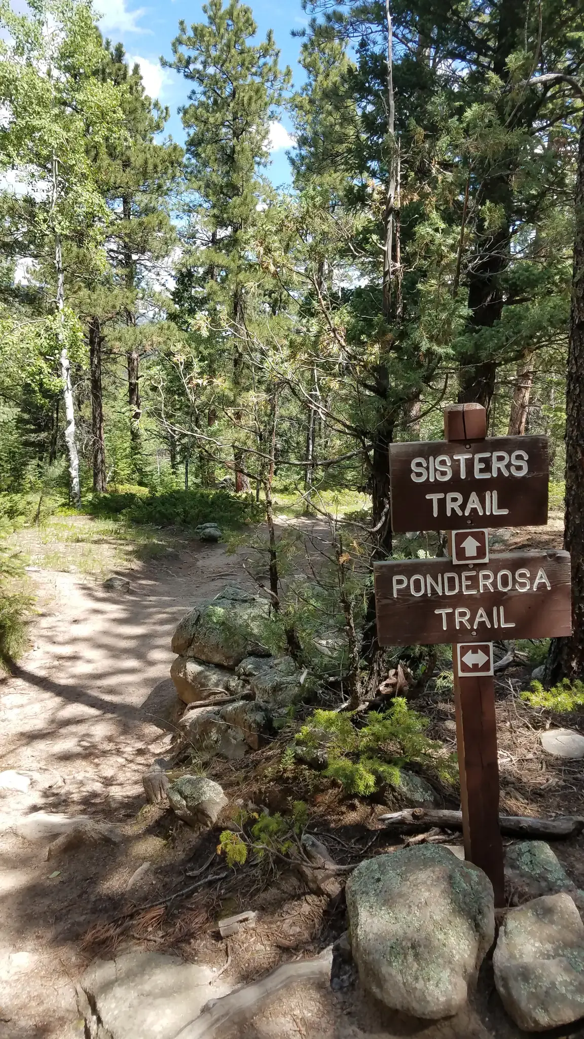 Wooden trail sign at a fork in a sun-dappled forest path.