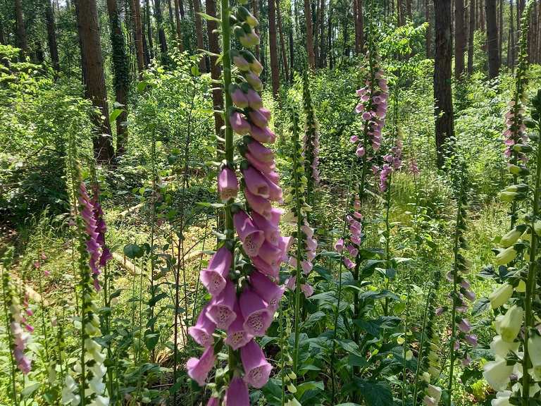 An oasis with the foxglove cycle routes and map komoot