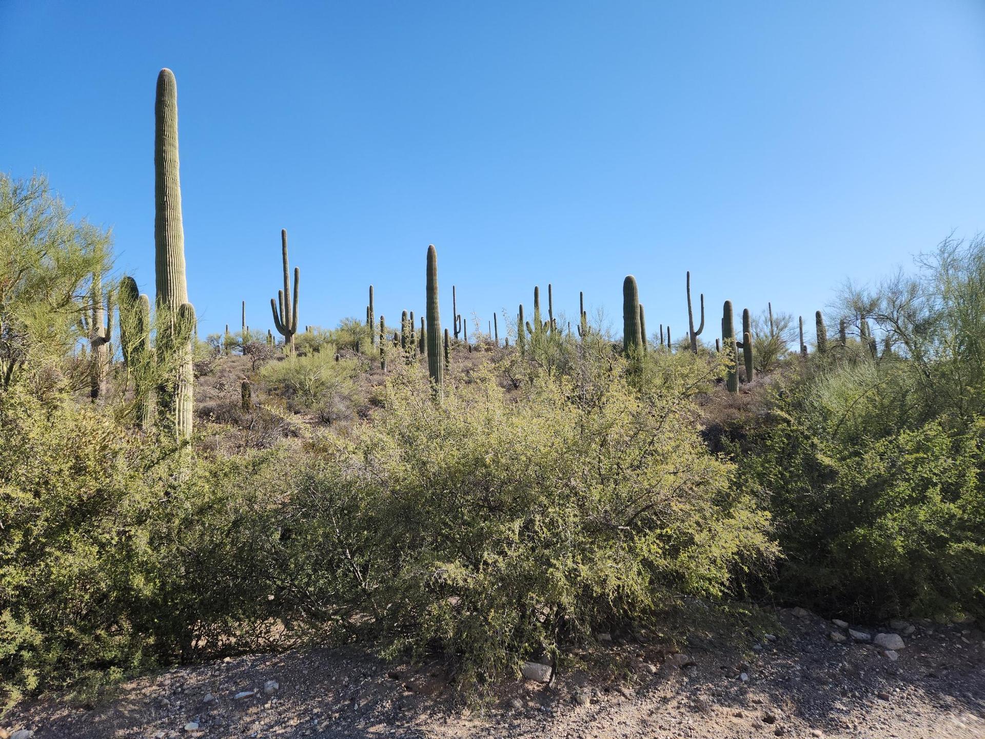 Dense saguaro cacti and green bushes in a sunny desert landscape.