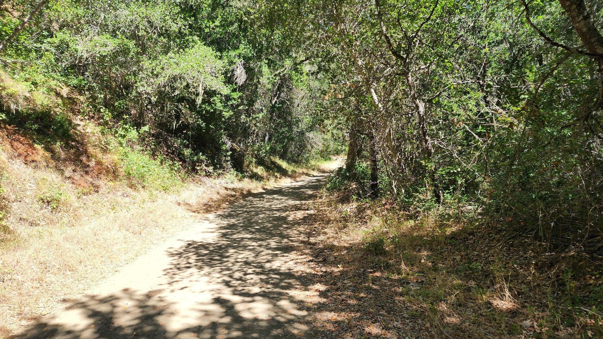 A sun-dappled dirt path winds through a dense, green, shady forest.