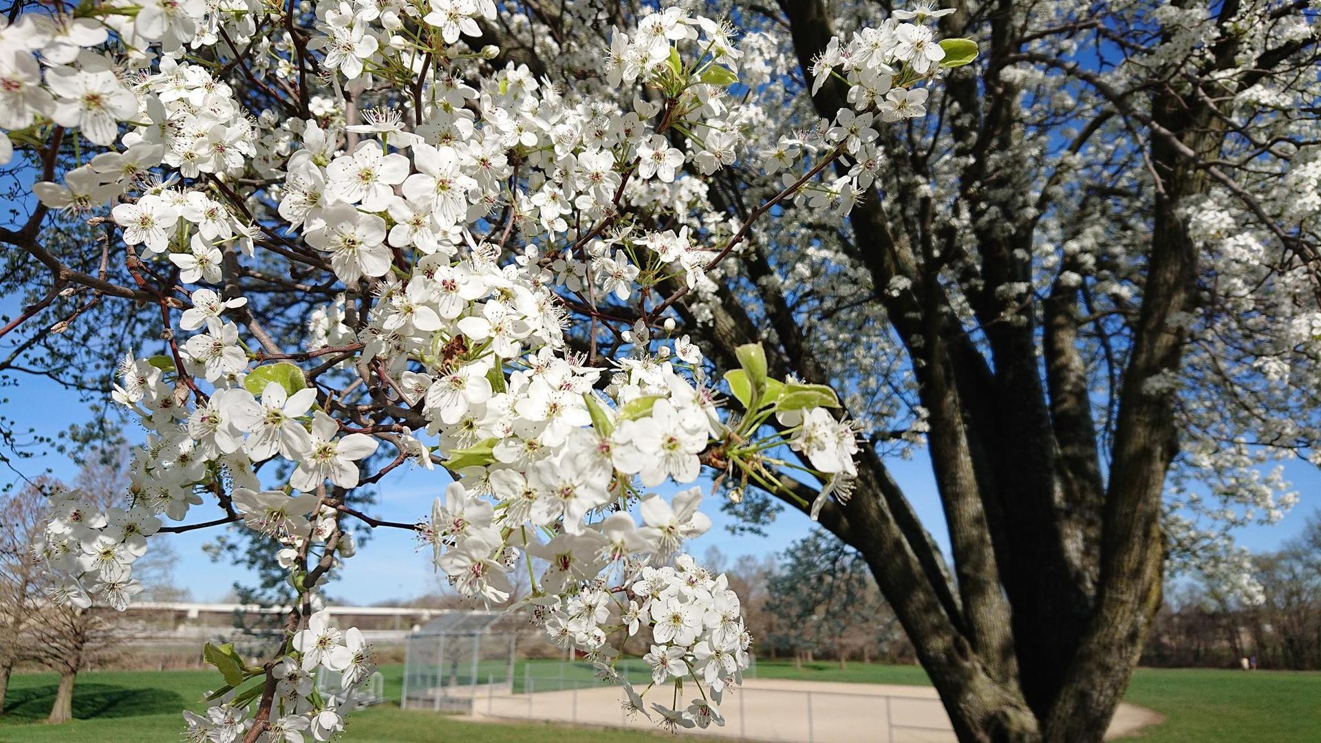 A tree with abundant white blossoms against a bright blue sky.