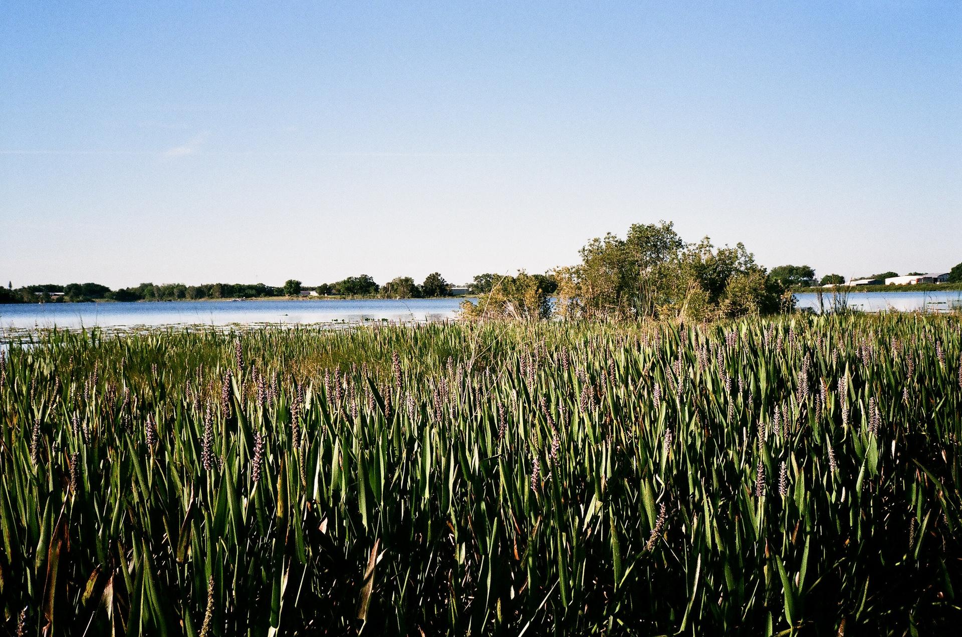 Lush green wetland grasses in foreground, calm lake under clear sky.