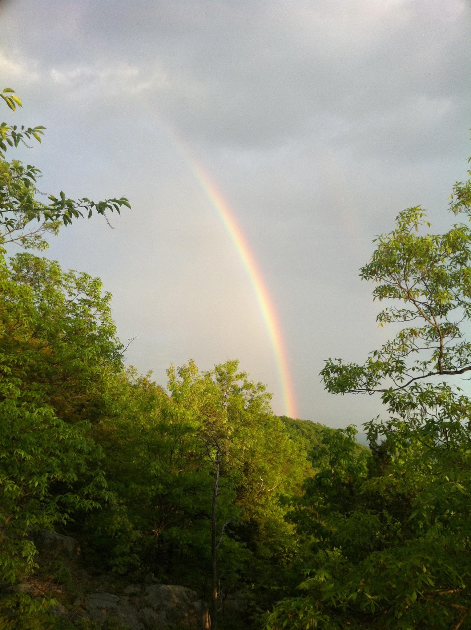 A vibrant rainbow arches over a lush green forest under a cloudy sky.