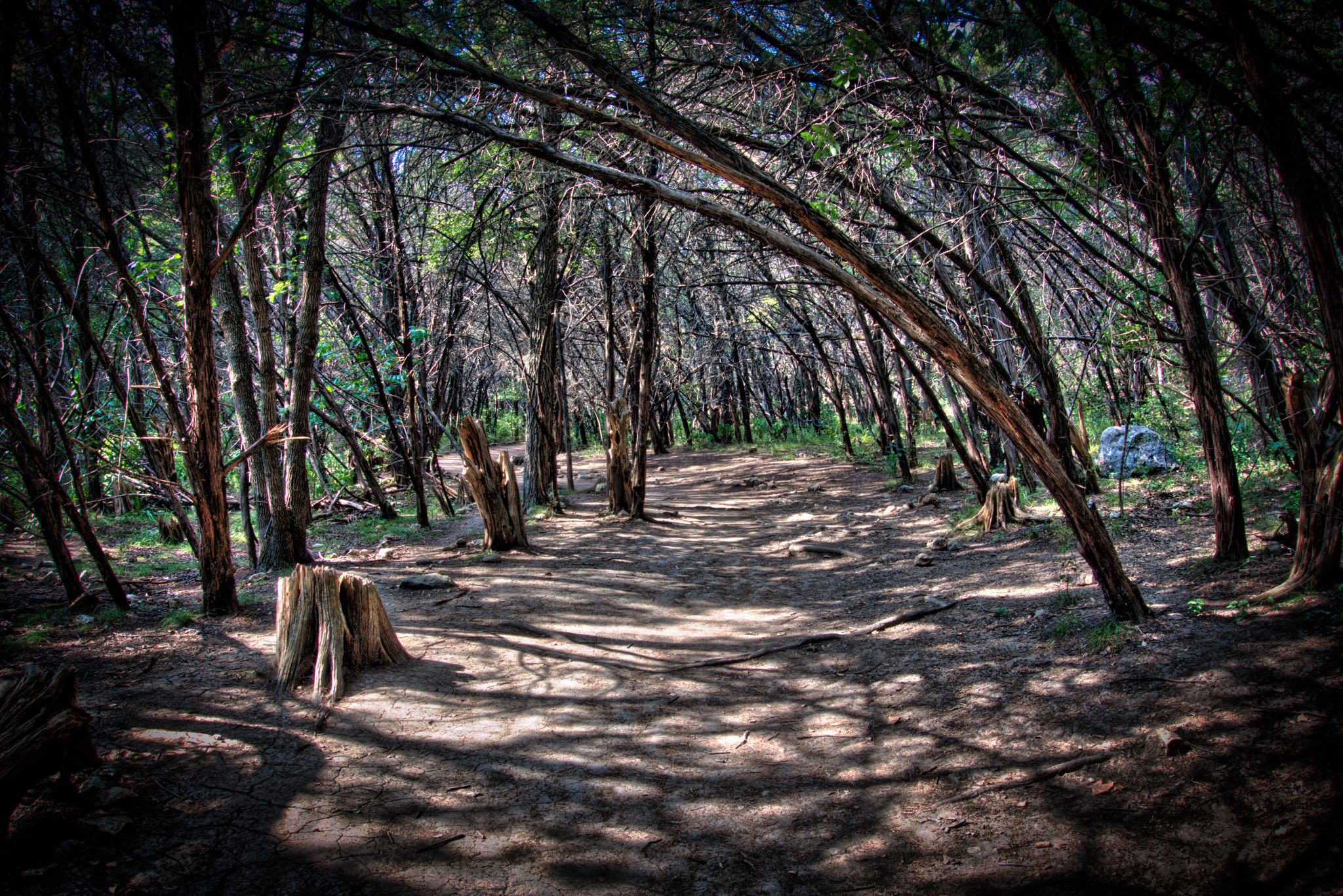 A shaded forest path with numerous tree trunks and dappled light. - Emma Long Motocross Park