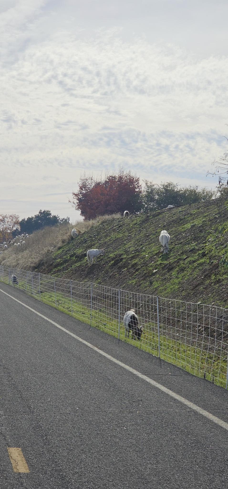 Goats graze on a grassy hillside next to a paved road under a cloudy sky.