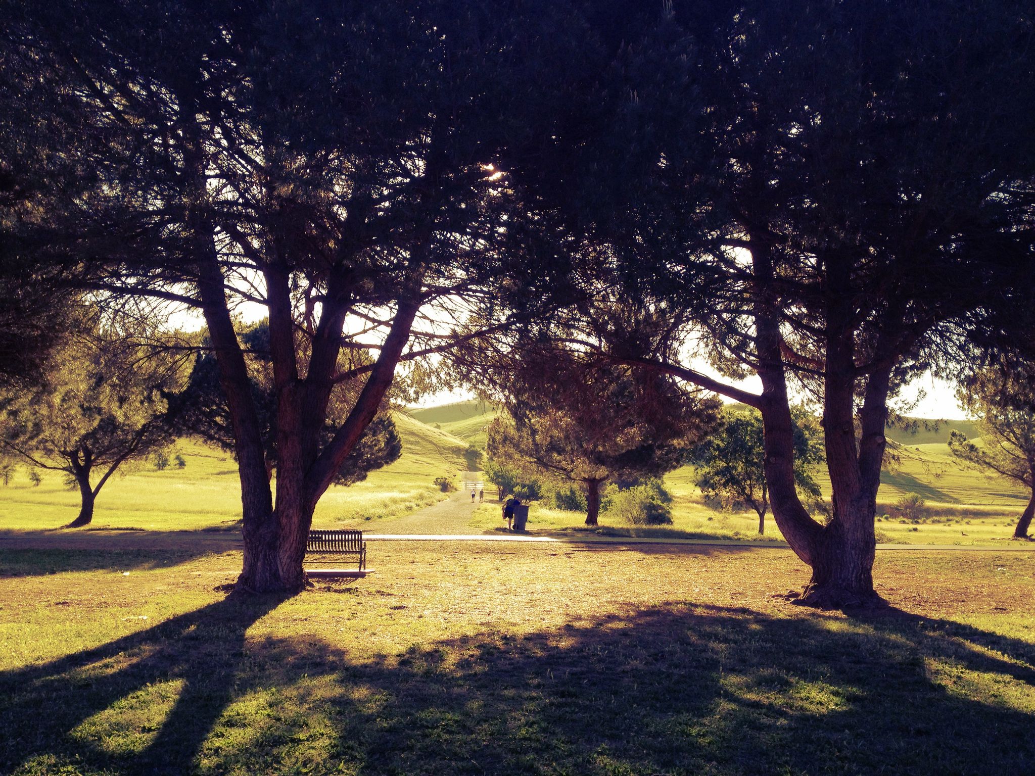 Sunlight streams through large trees, casting long shadows over a grassy park. - Lagoon Valley Figure-8