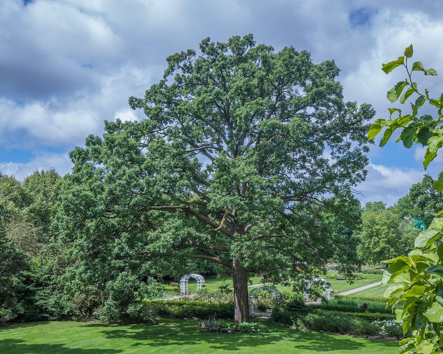 A large, mature tree in a green park under a partly cloudy sky.