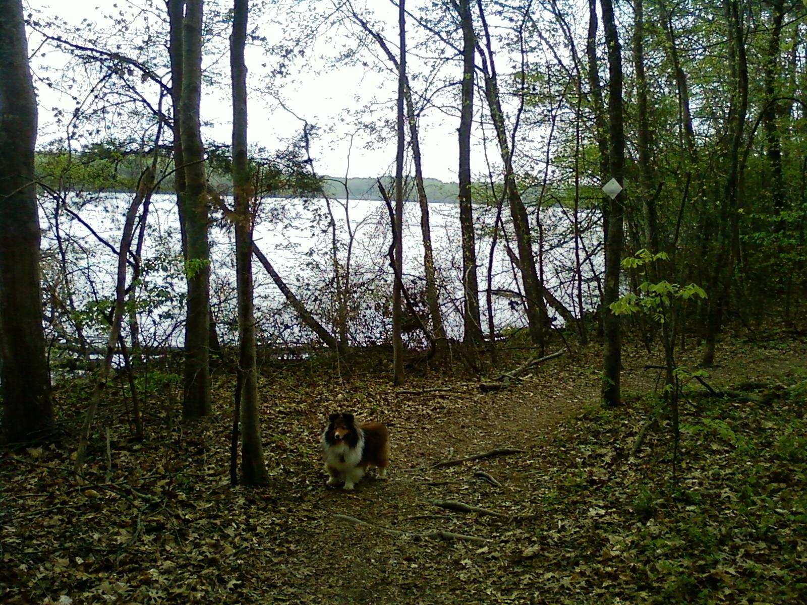 A small dog stands on a wooded path overlooking a calm lake.
