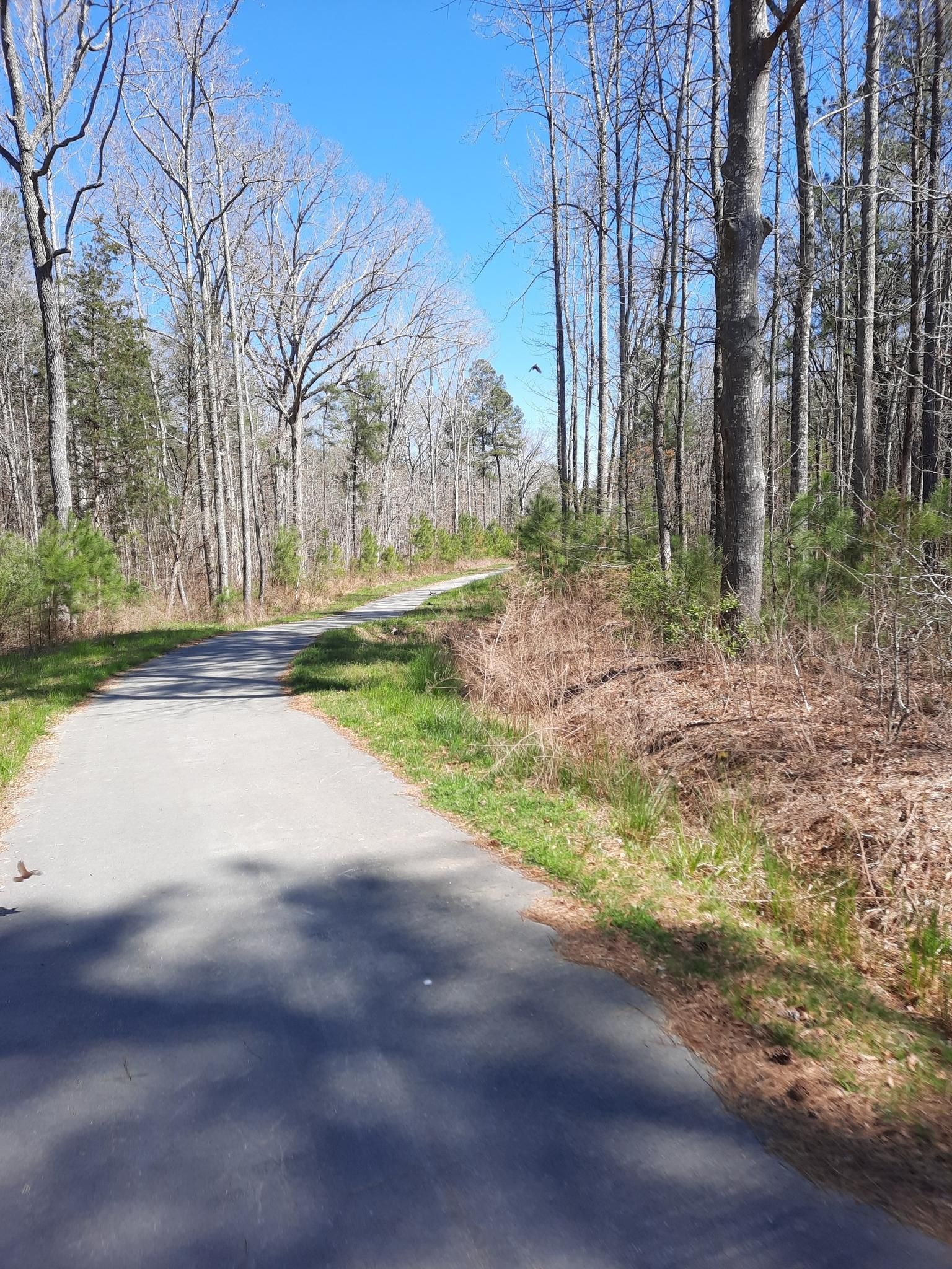 Paved path winding through a sunlit forest with bare trees. - Beaver Creek Greenway – Pond with fountain loop from Kelly Glen Park