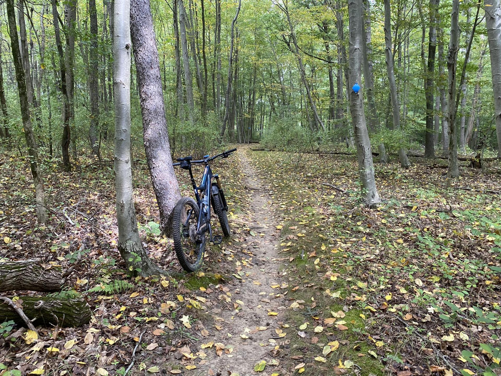 A mountain bike rests on a leaf-covered forest trail under diffused light.