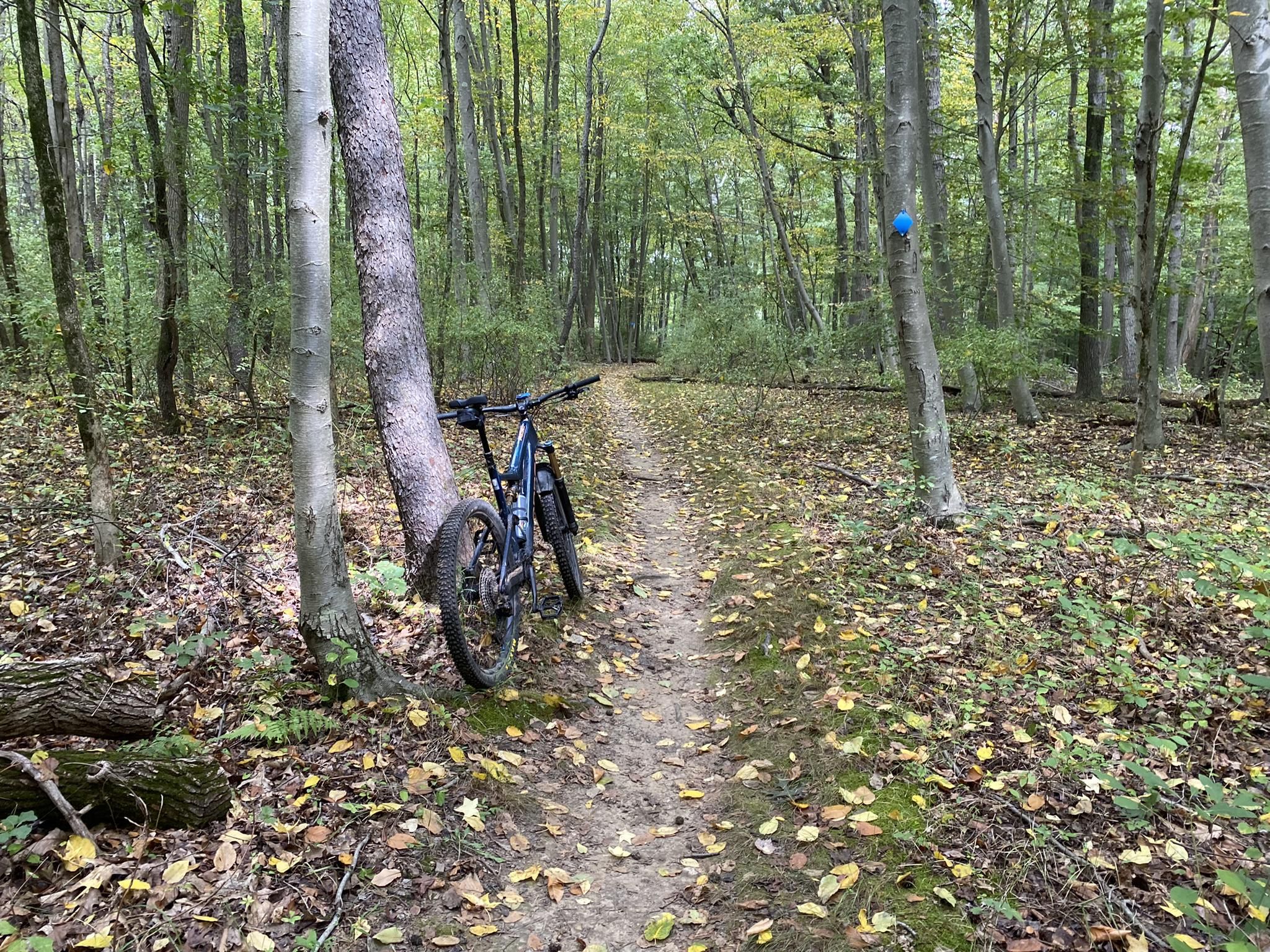 A mountain bike rests on a leaf-covered forest trail under diffused light. - Mercer County Park Blue Trail Loop