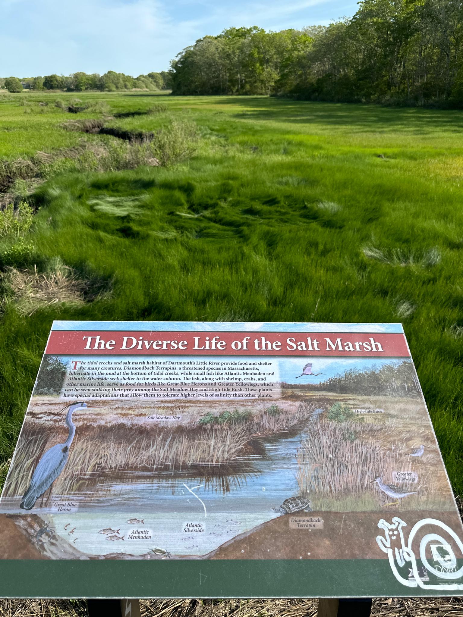 An informational sign about marsh life stands before a vast, bright green marsh.