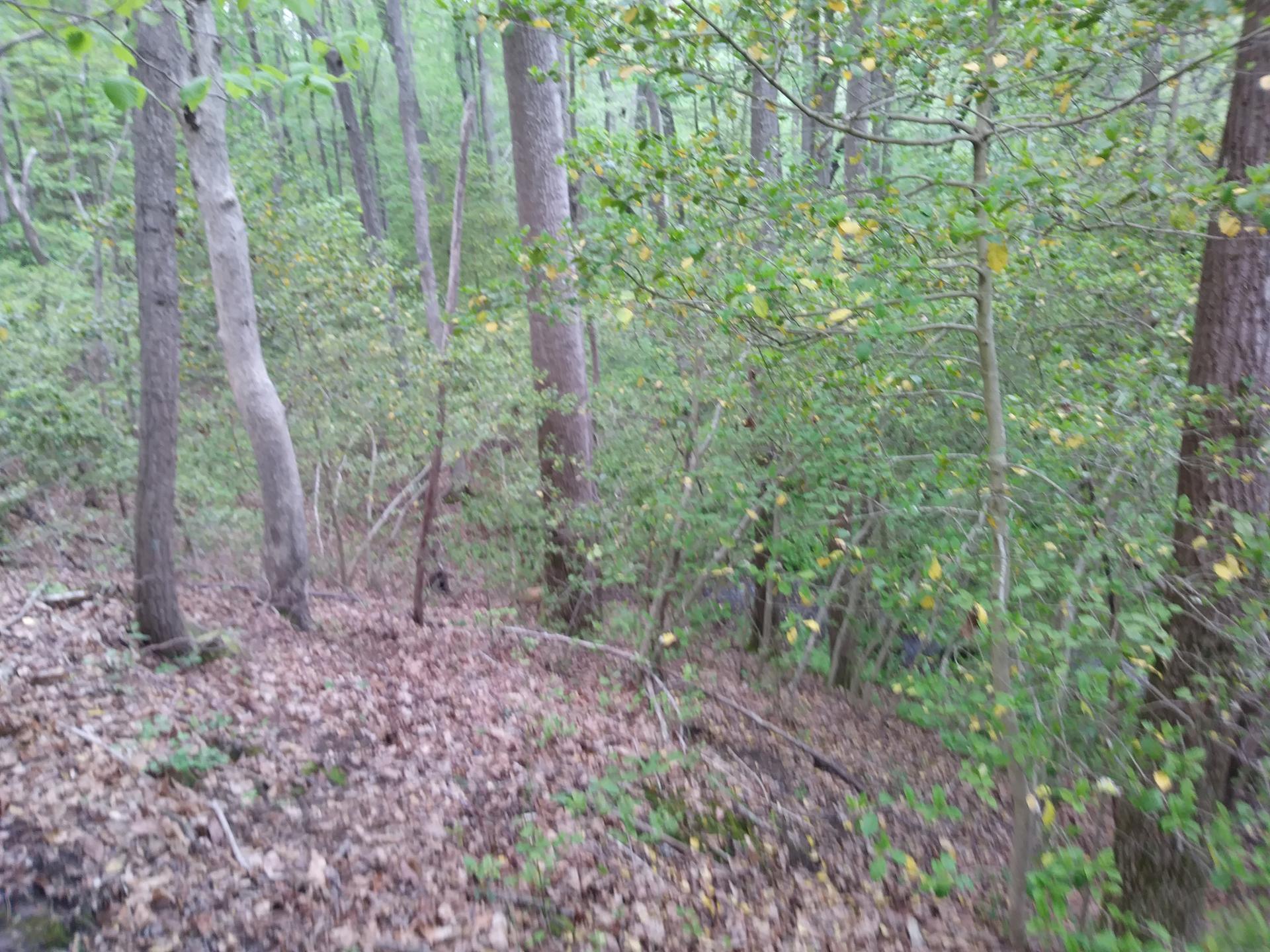 Dense green forest with many trees and fallen leaves on the ground.