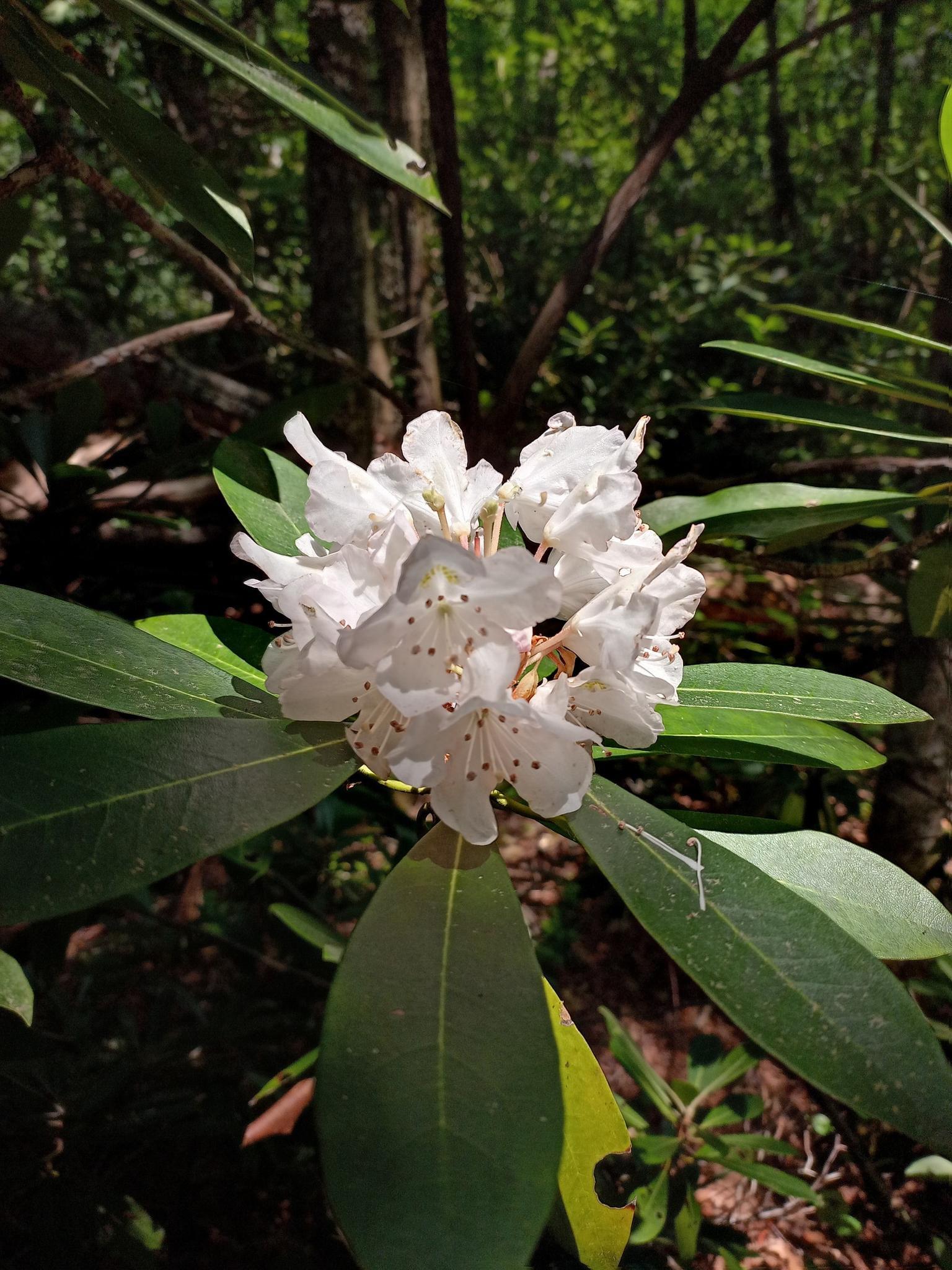 Close-up of vibrant white flowers with green leaves in dappled forest light.