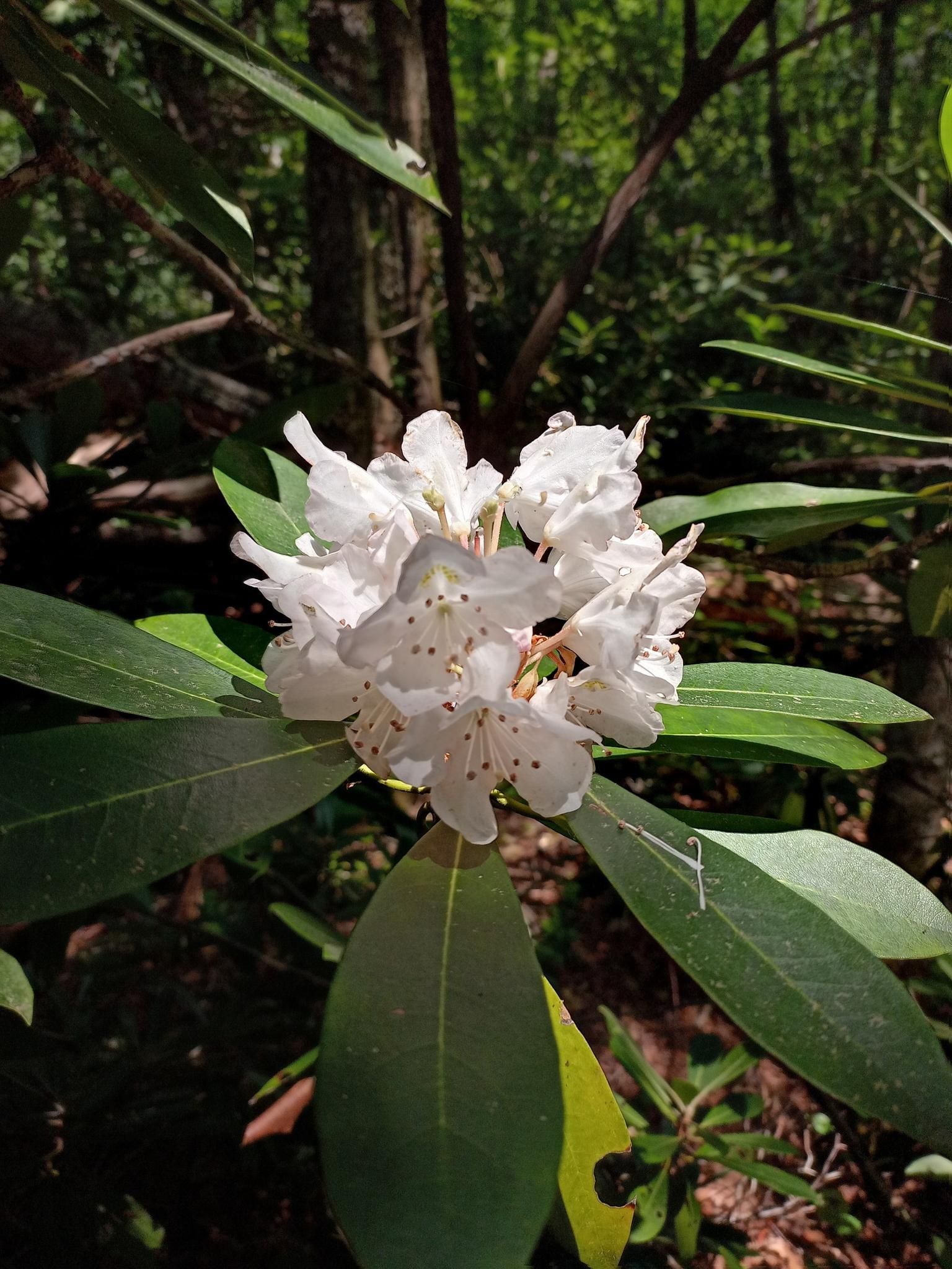 Close-up of vibrant white flowers with green leaves in dappled forest light. - Virginia Creeper Trail Loop