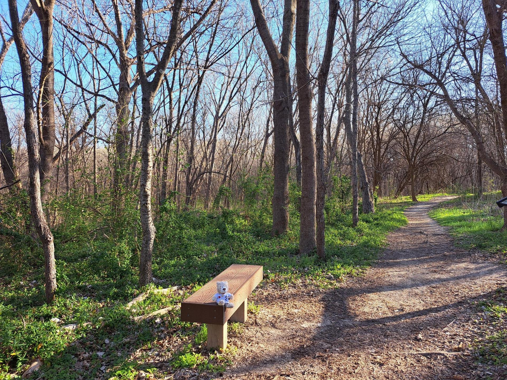 A wooden bench with a small teddy bear on a sunny dirt path in a bare forest.