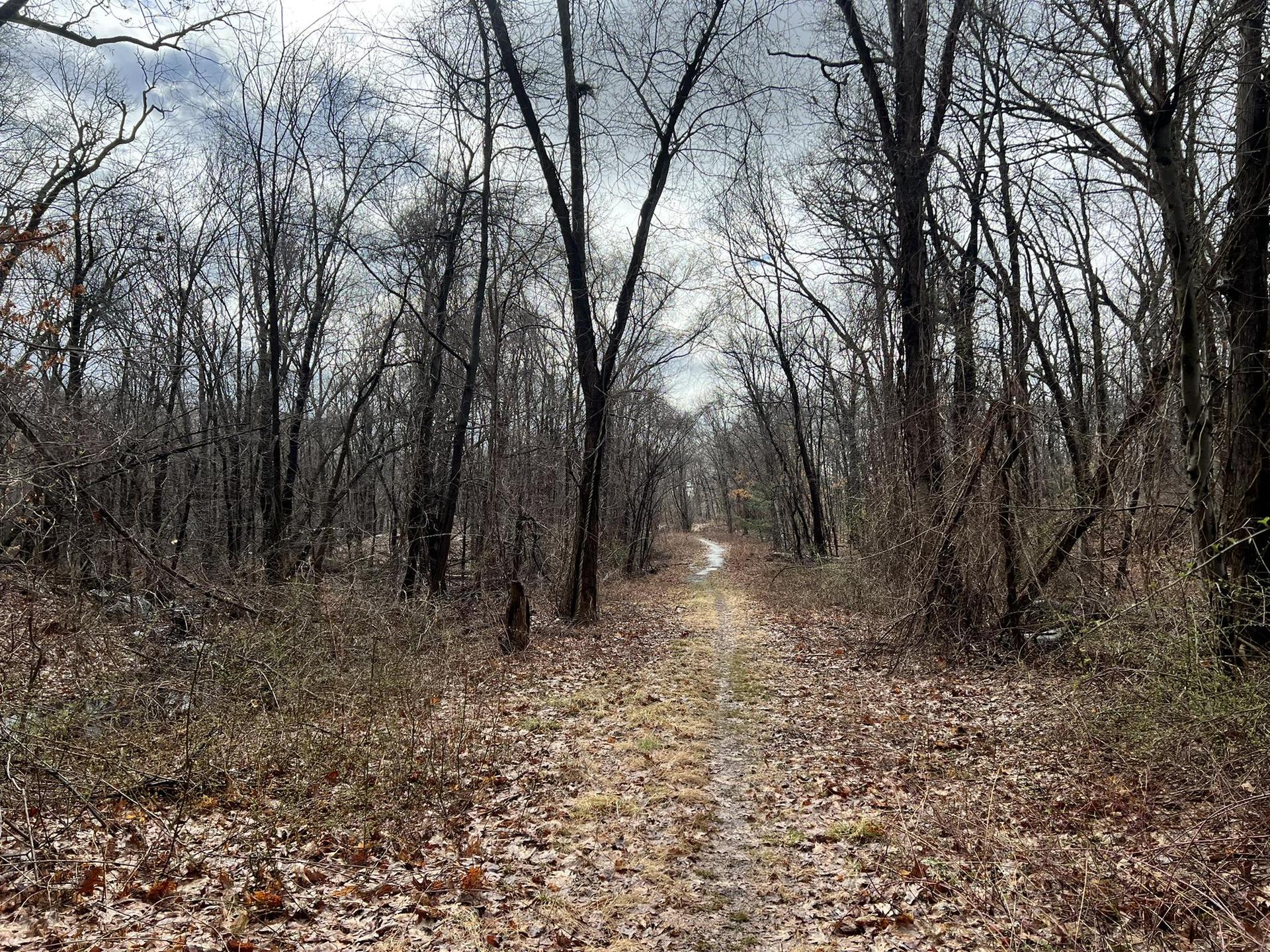 A narrow dirt path winds through a dense, leafless forest on a cloudy day.