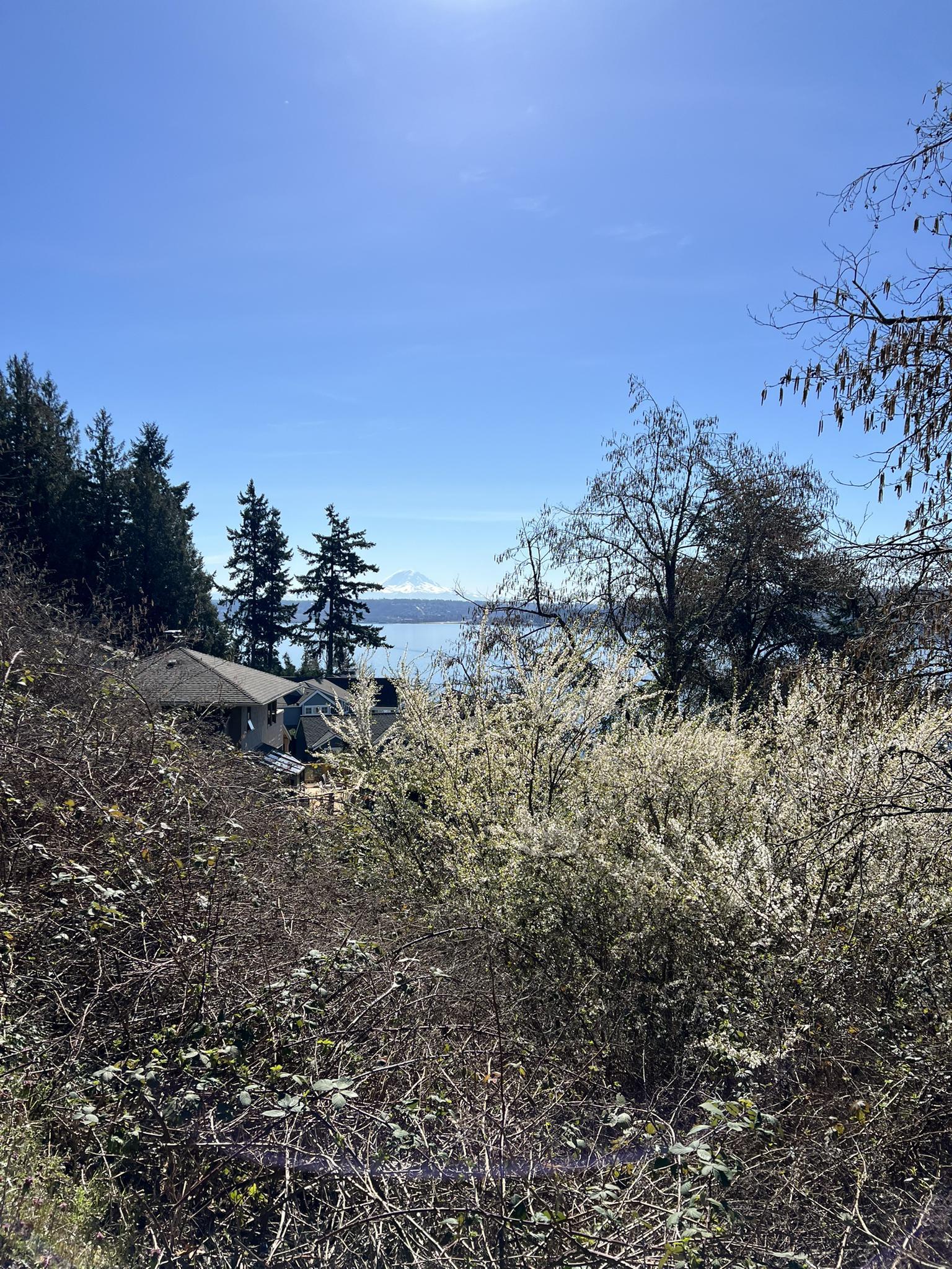 Sunny view of water, distant mountains, and blooming trees from a hillside.