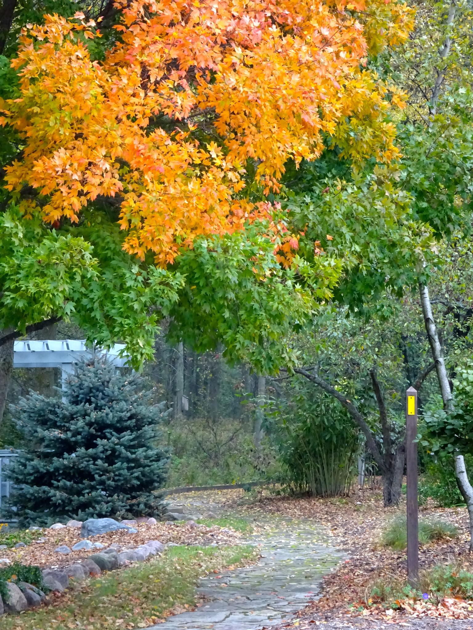 A stone path leads past vibrant orange and green autumn trees.