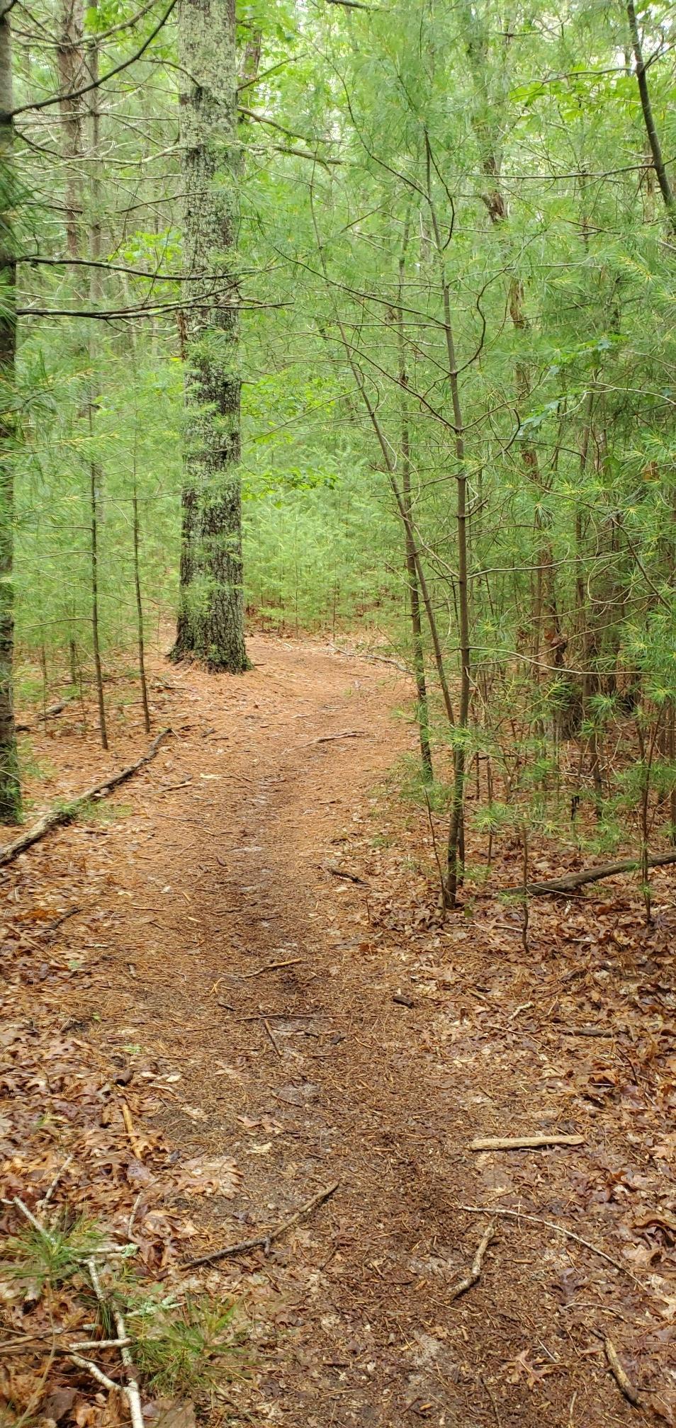A narrow dirt path winds through a dense, green forest under soft light.