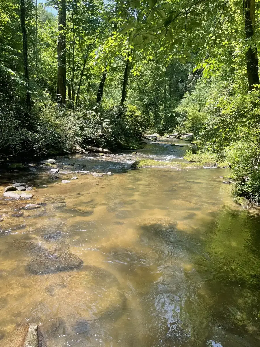 Clear stream flowing through a sunlit, dense green forest on a bright day.