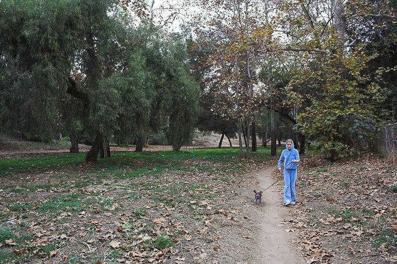 Person in blue walking a small dog on a leaf-strewn dirt path.