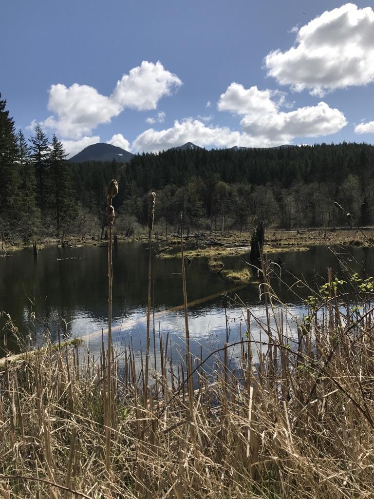 Sunny day over a lake with reeds, reflecting clouds and distant mountains.