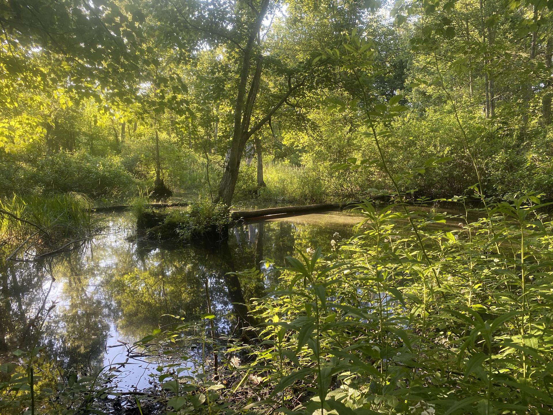 Sunny, dappled light illuminates a calm, dark pond surrounded by dense green foliage.