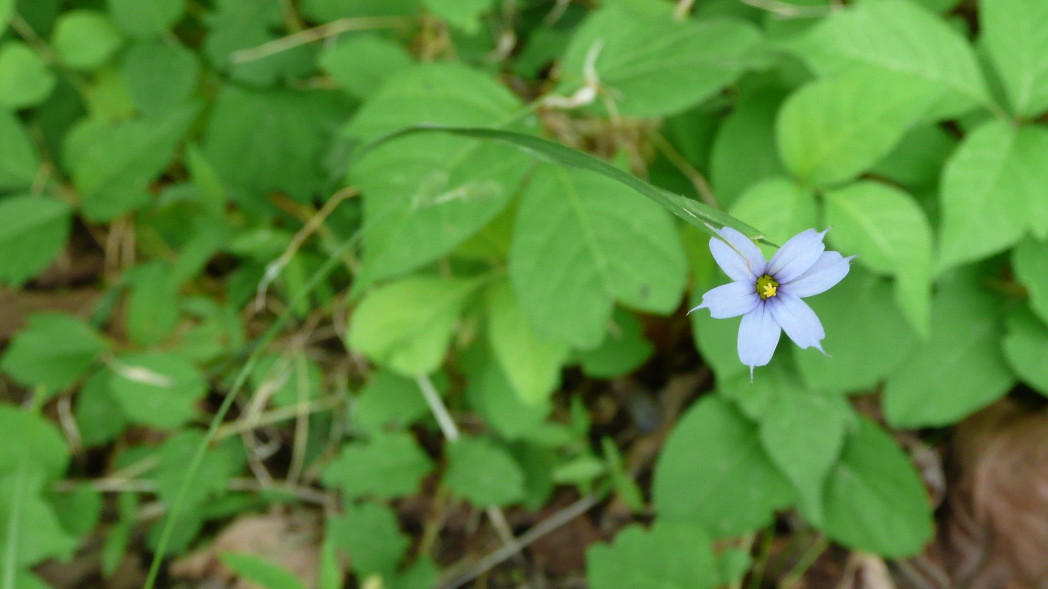 Close-up of a delicate light blue flower with a yellow center. - Sherwood Trail