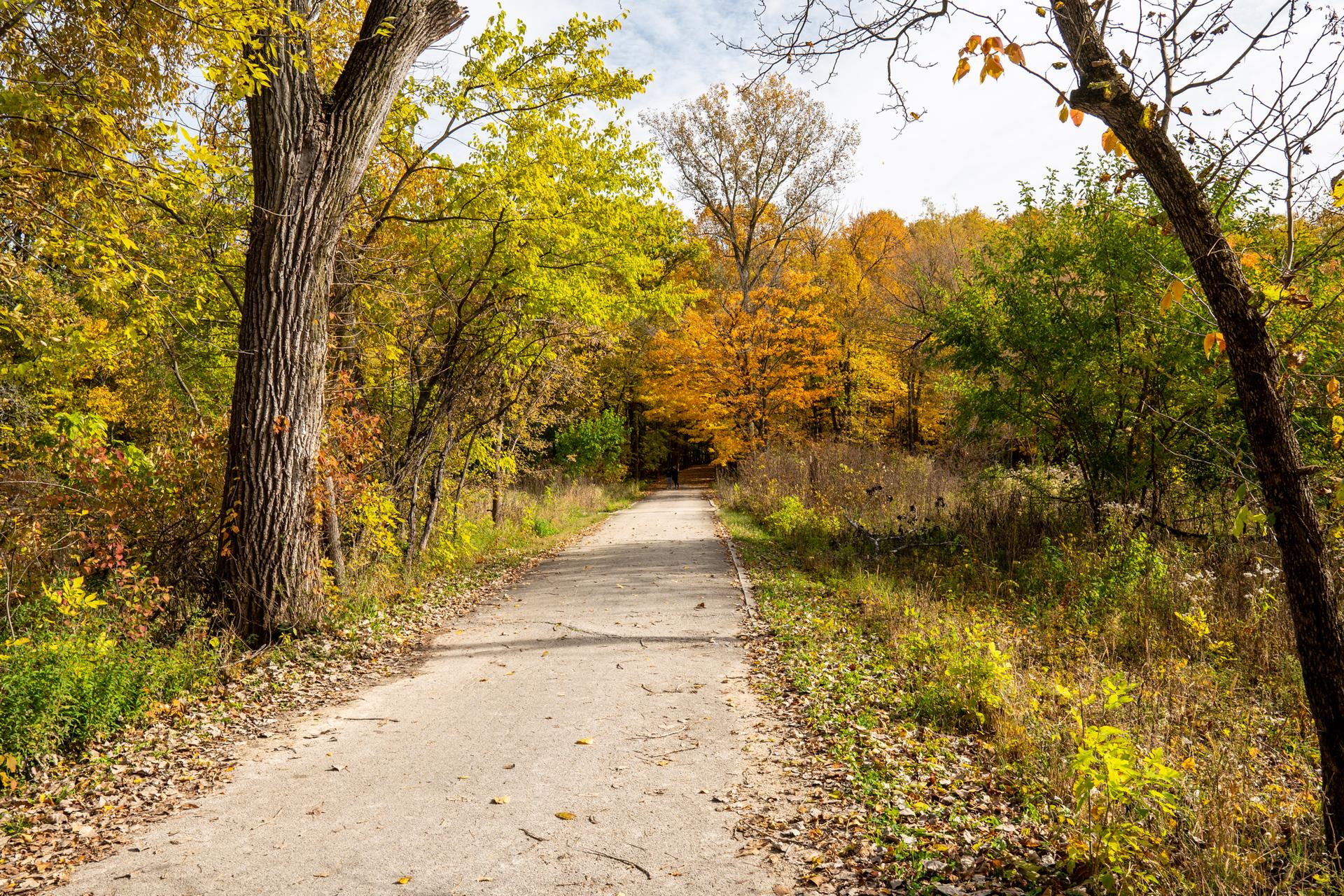 Dirt path through a forest with vibrant yellow and orange autumn trees.