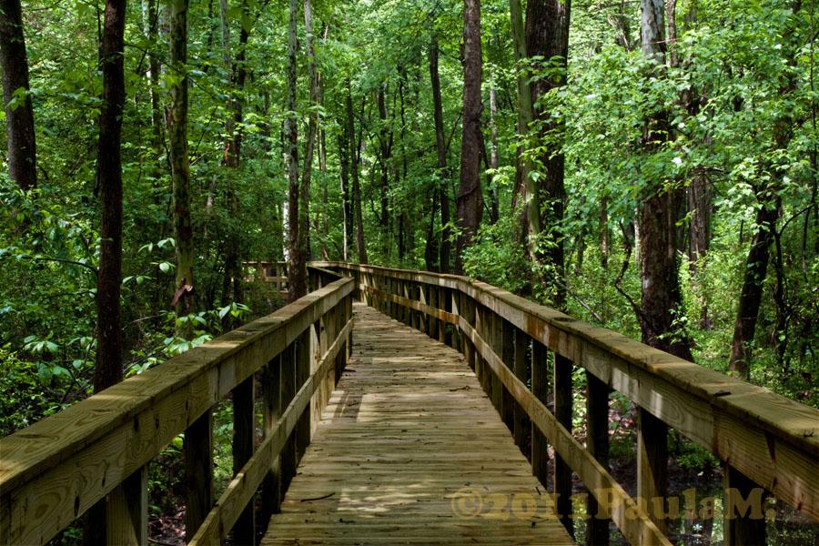 Winding wooden boardwalk through a dense, lush green forest with dappled light.