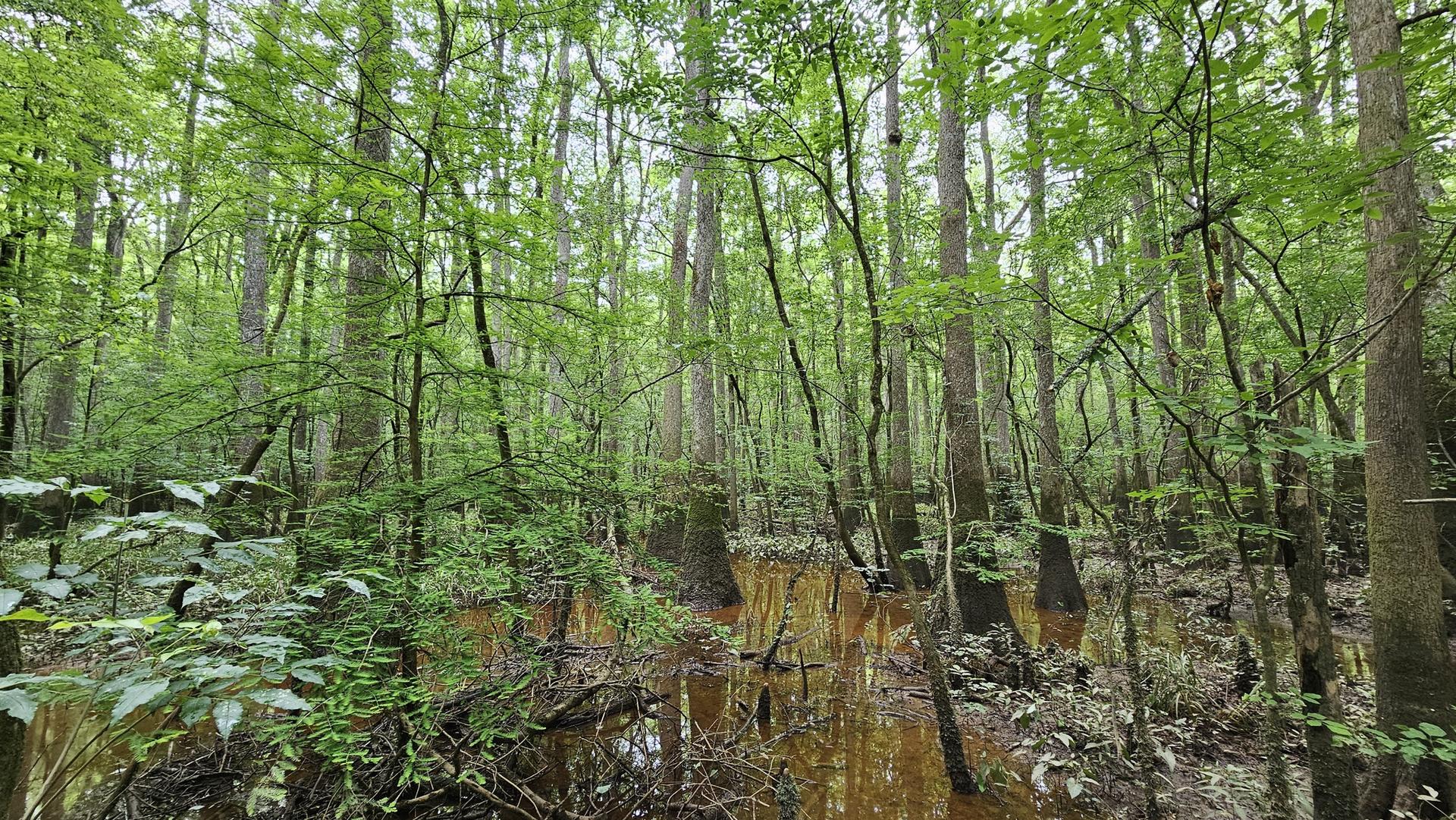 Dense green forest with trees standing in dark, reflective swamp water.