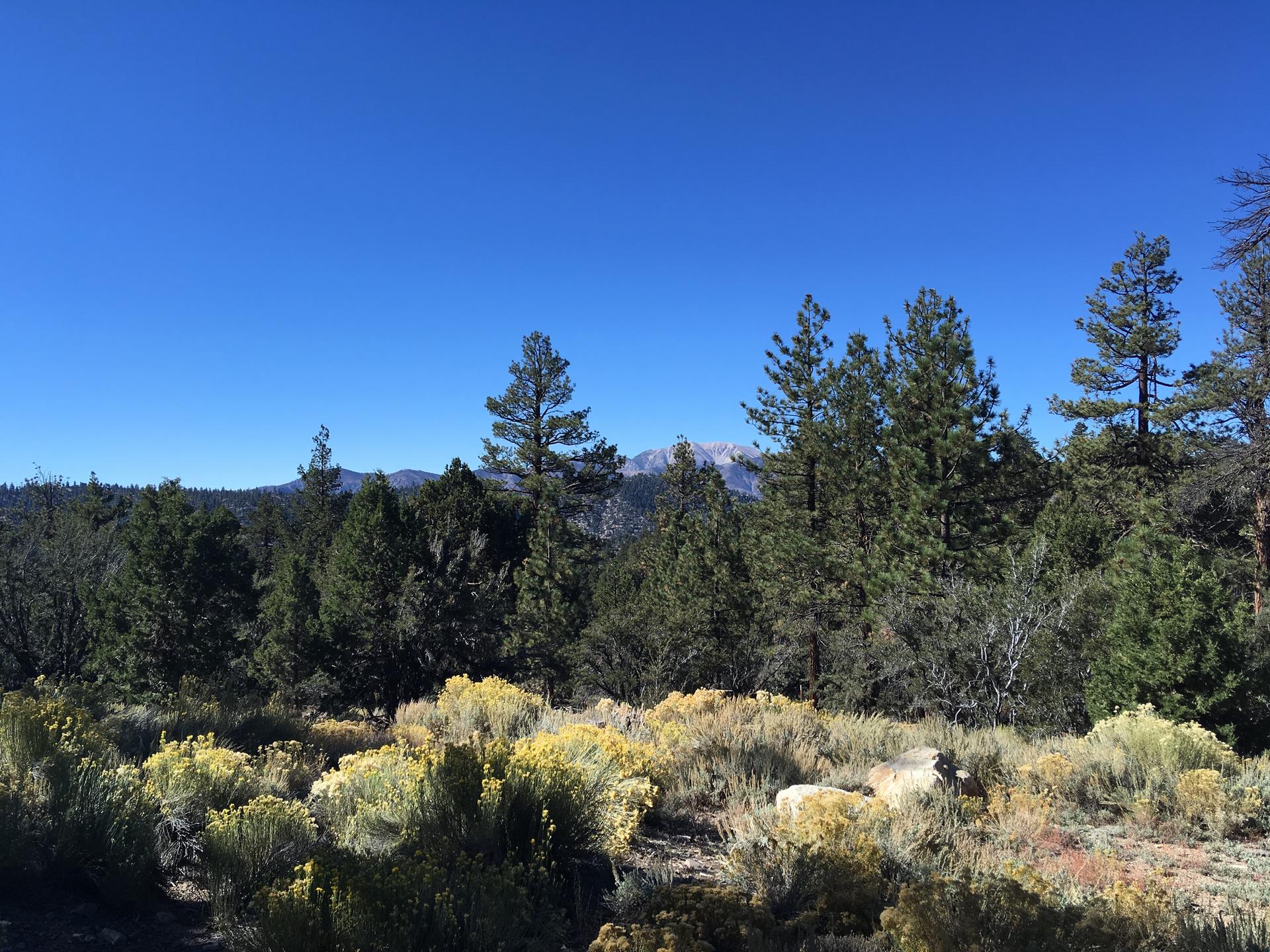 Expansive forest of pine trees and yellow wildflowers under a clear blue sky.