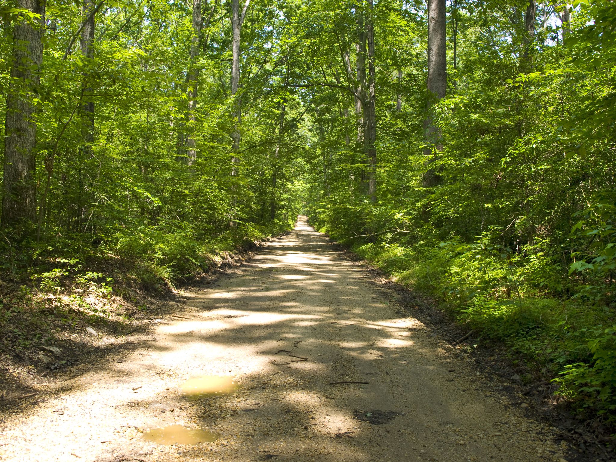 A long, sun-dappled dirt road stretches through a dense green forest. - Orange Trail Loop