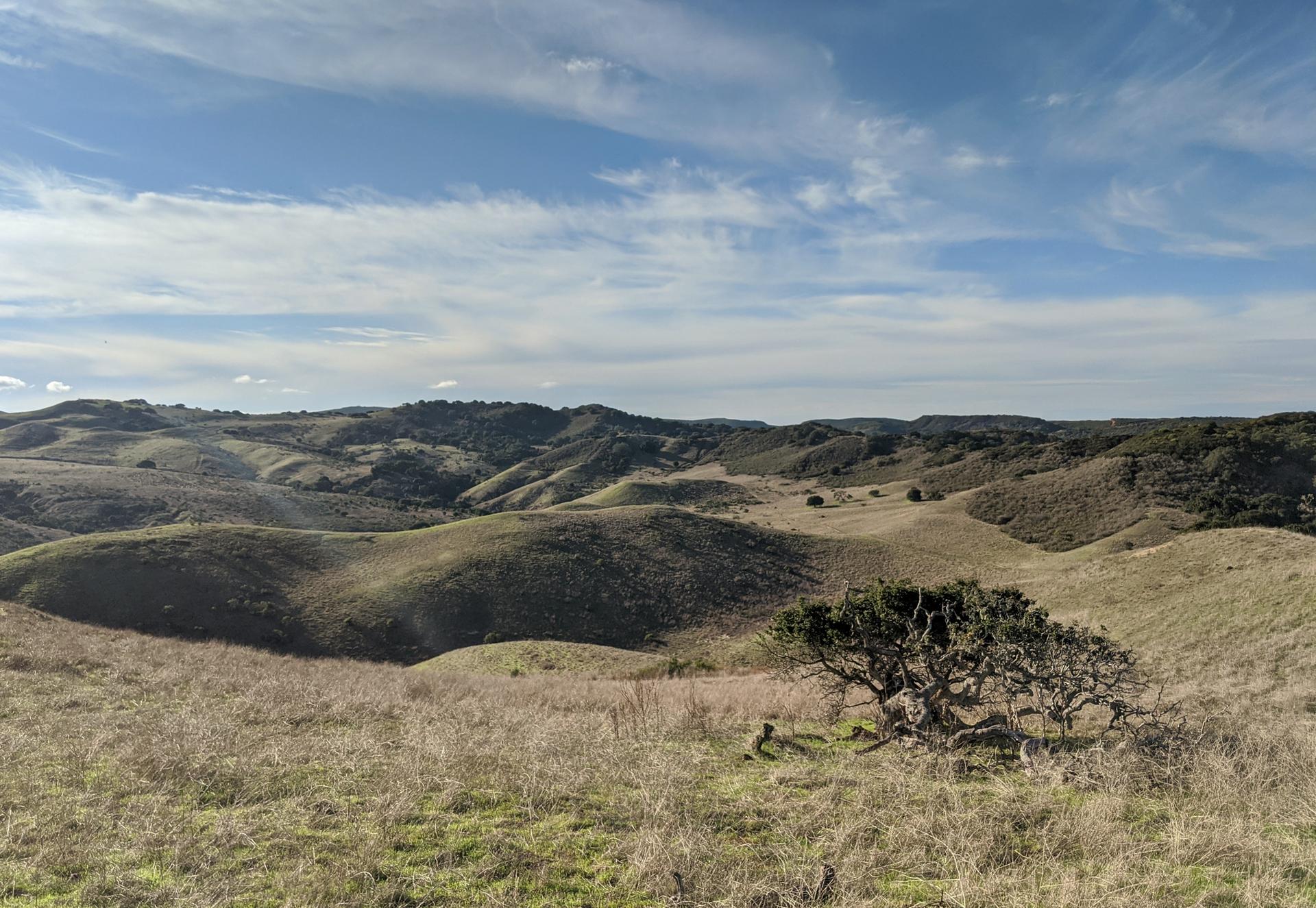 Sunny rolling hills with dry grass and a lone gnarled tree.