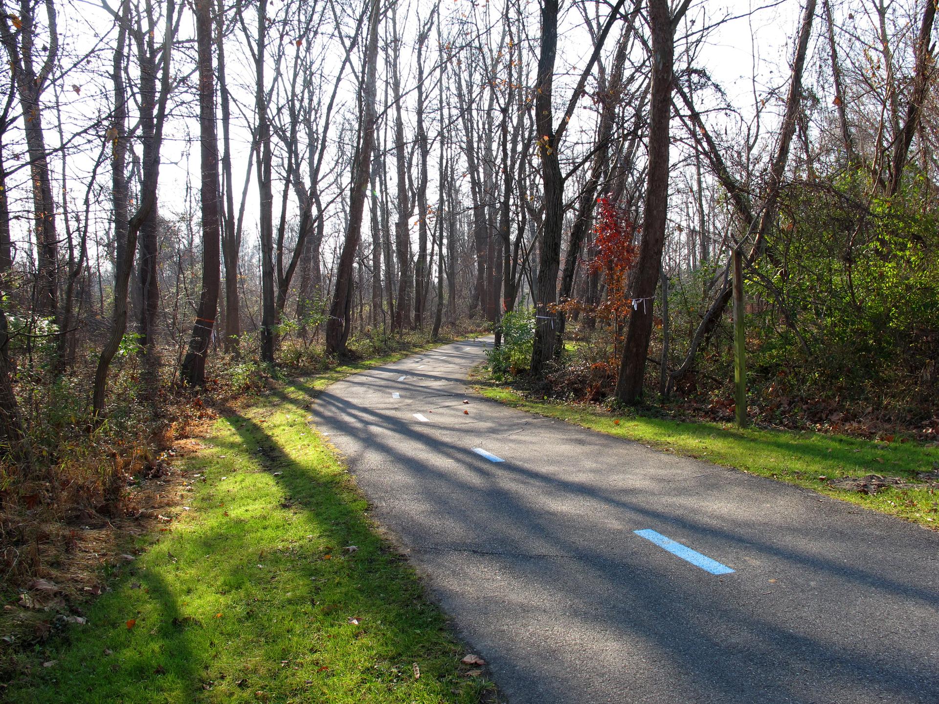 A paved path winds through a bare forest with dappled sunlight.