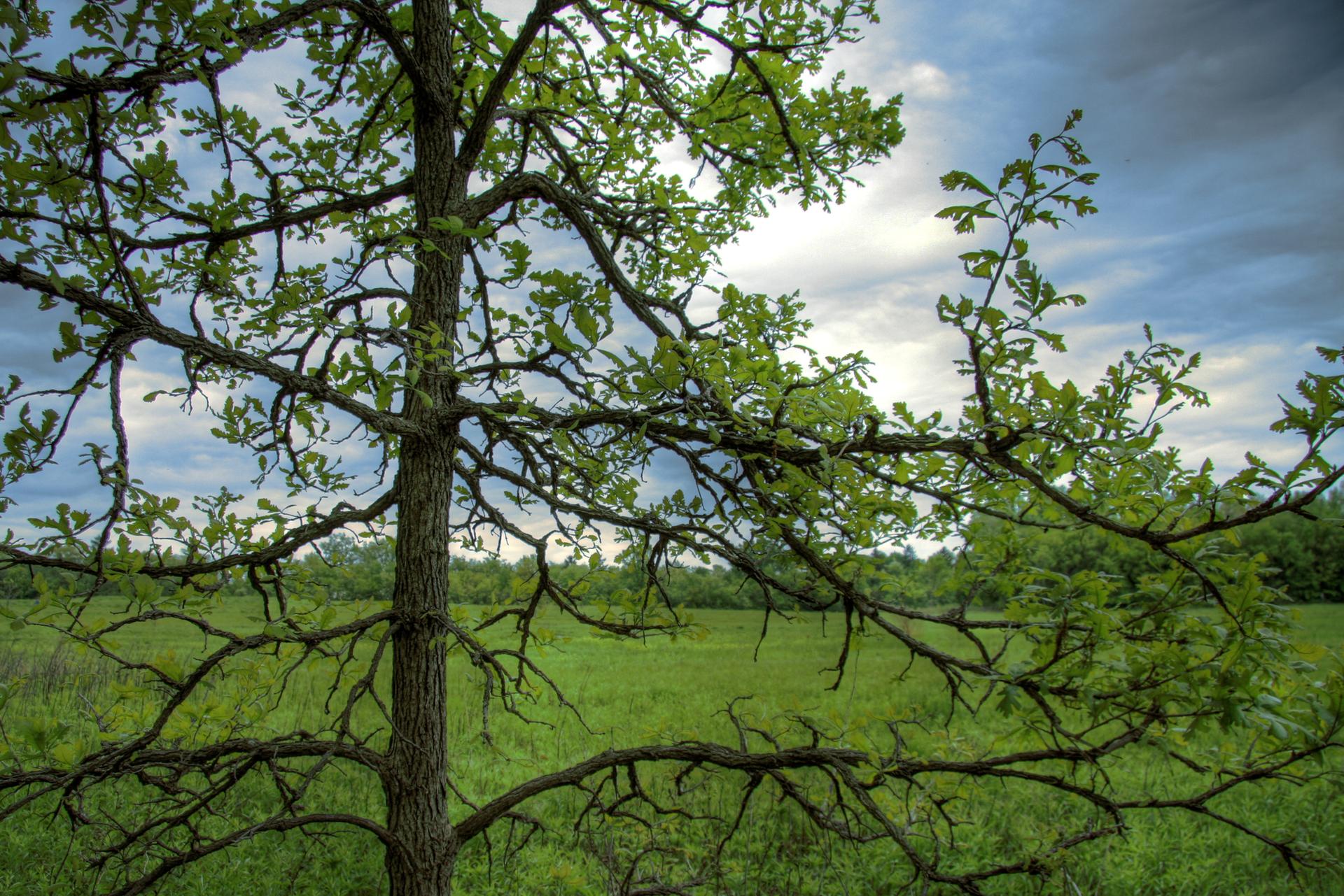 Green-leafed tree branches frame a vibrant green field under a cloudy sky.