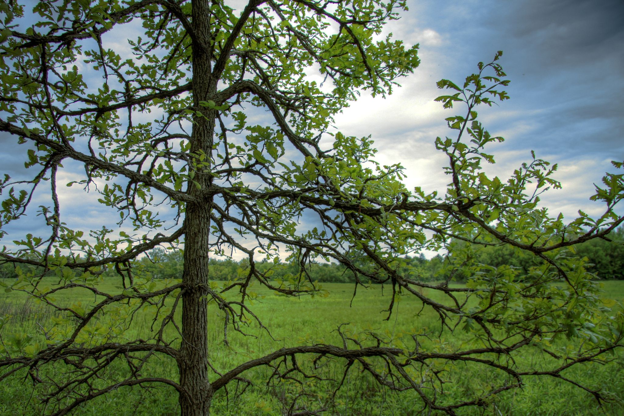 Green-leafed tree branches frame a vibrant green field under a cloudy sky. - Spring Valley Nature Sanctuary loop
