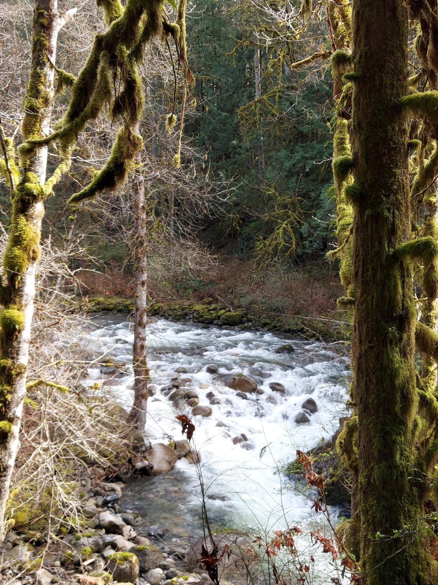 A rocky, rushing river flows through a forest with moss-covered trees.