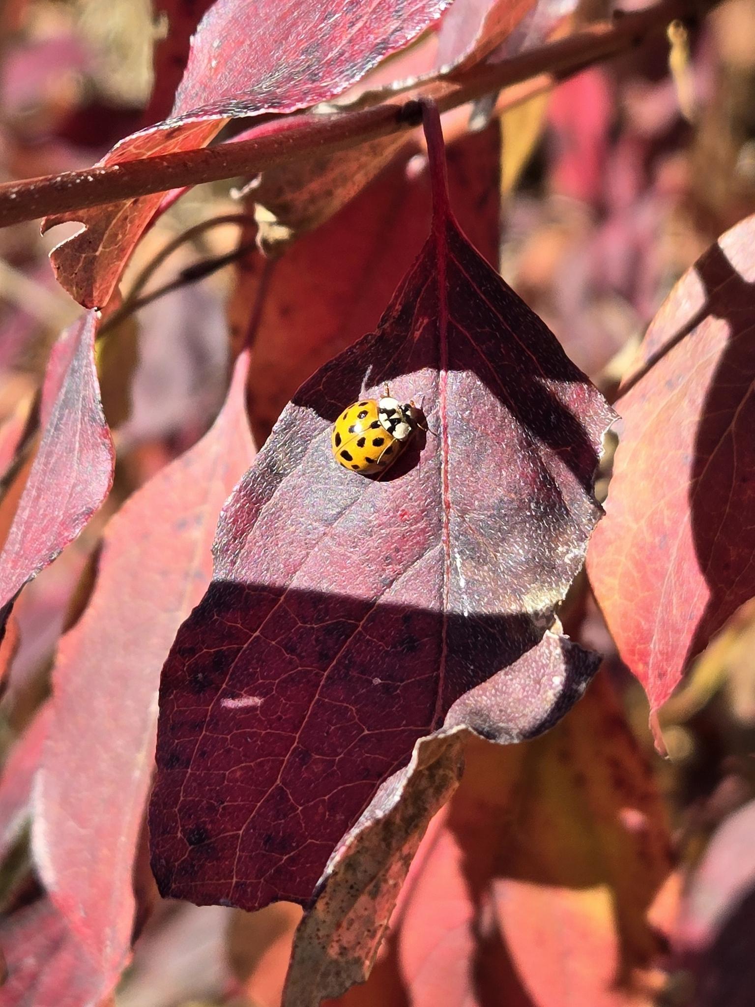 A yellow ladybug with black spots rests on a vibrant red leaf in sunlight.