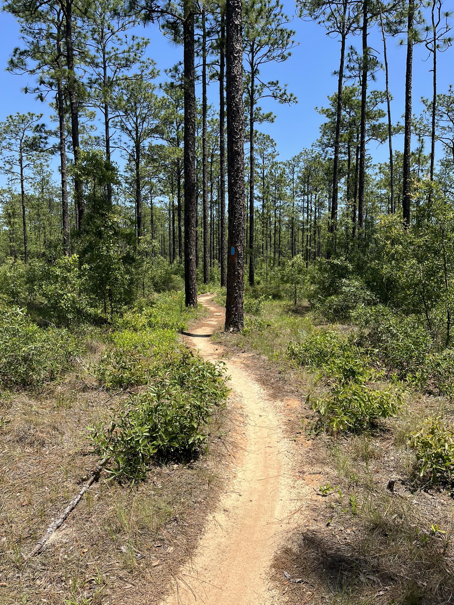 A narrow dirt trail leads through a sunny forest with tall pines.