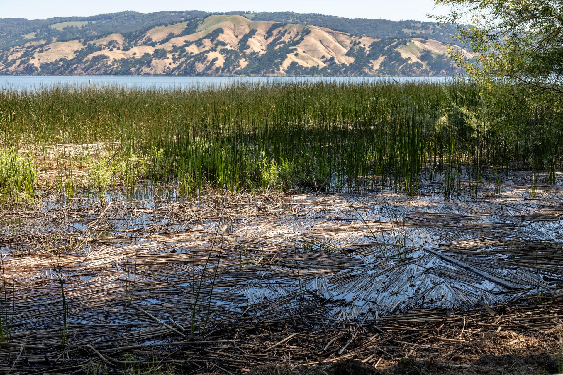 Sunny view of tall reeds and water, with distant rolling hills under blue sky.