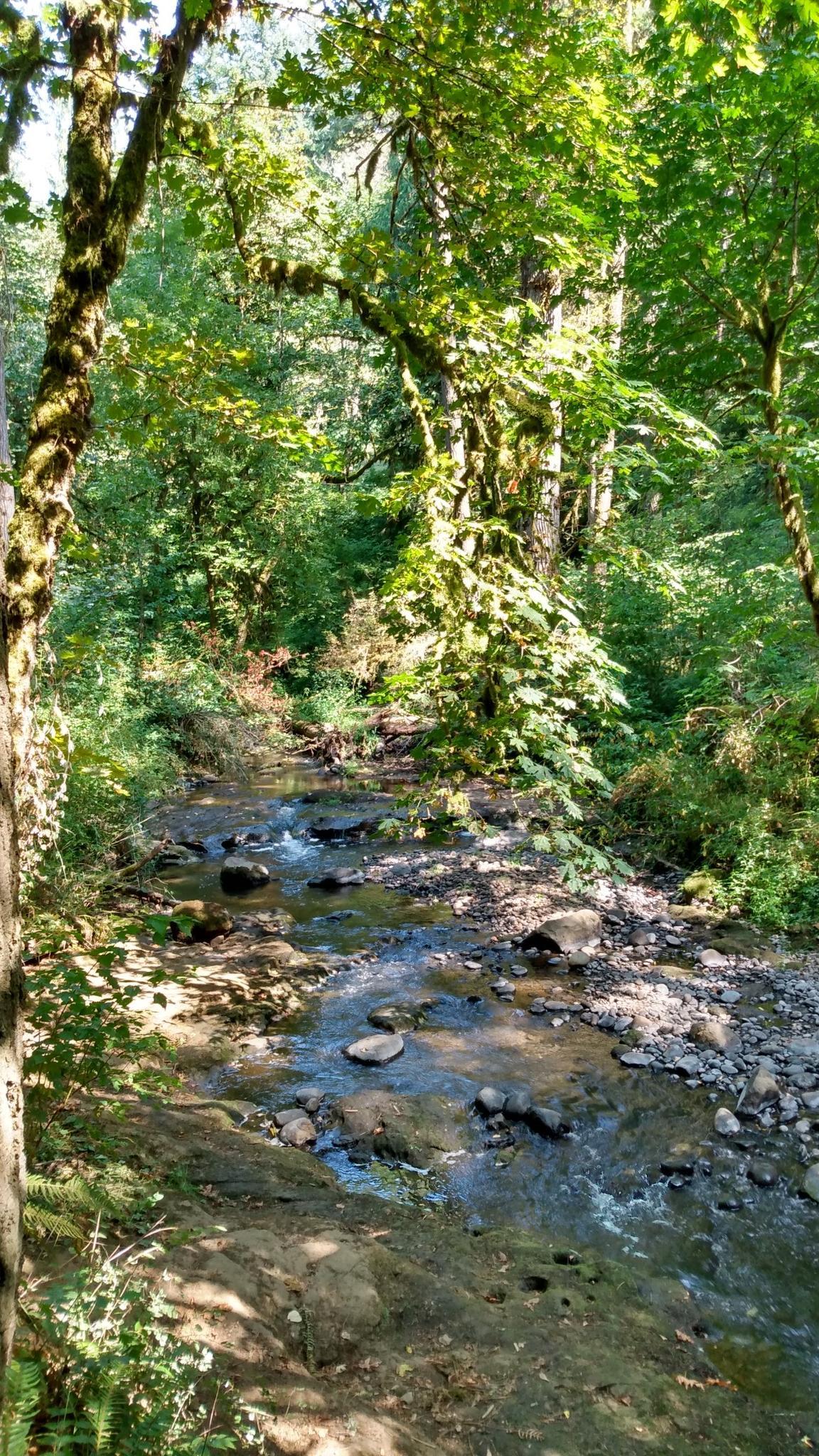 A rocky stream flows through a sunlit, dense green forest.