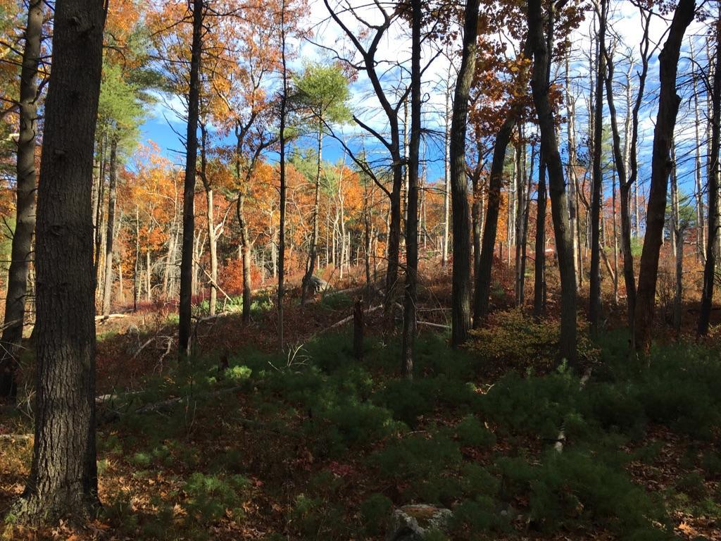 Autumn forest with tall trees, vibrant fall foliage, and dappled sunlight.