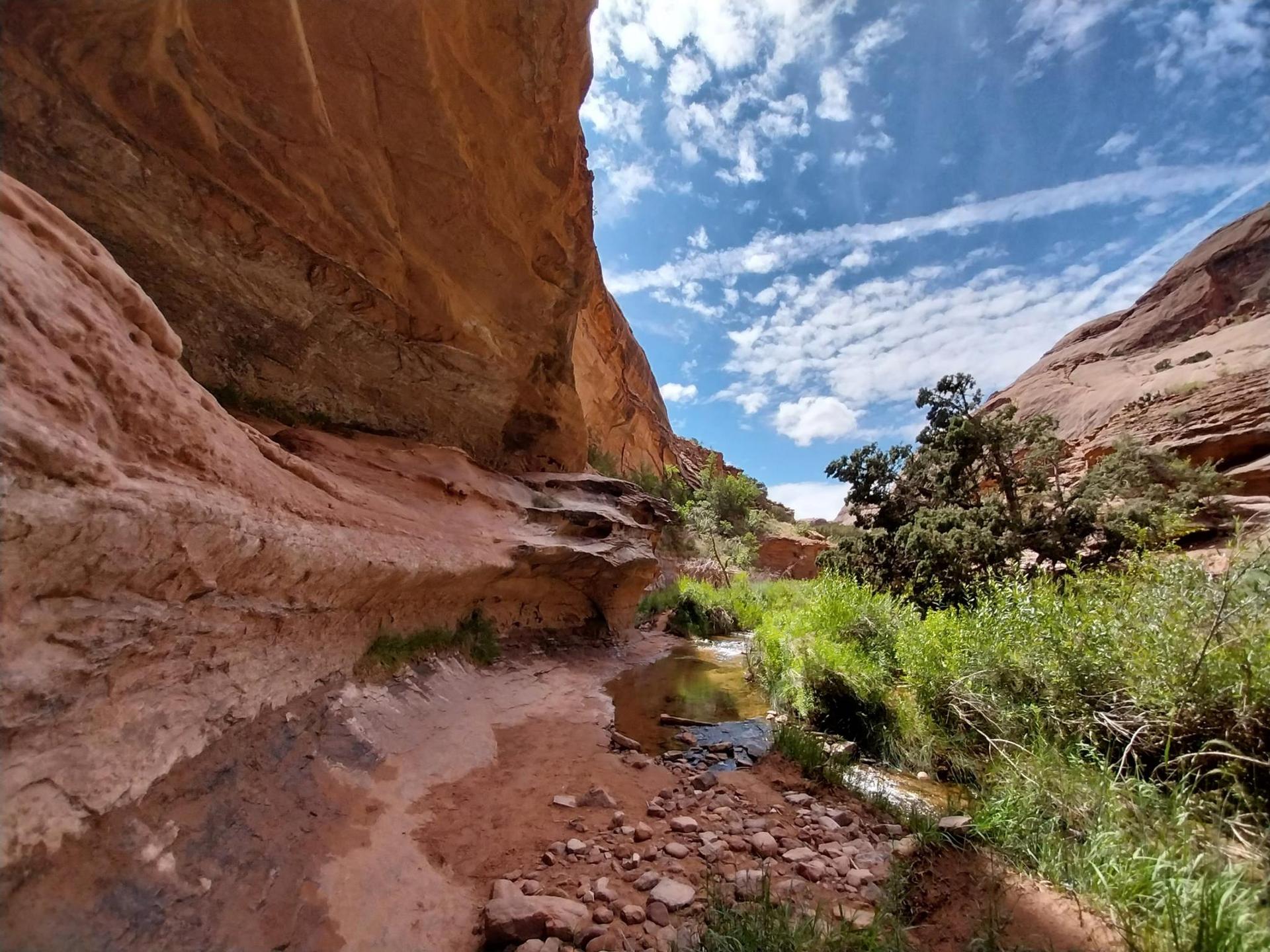 Small stream in a narrow canyon, flanked by red rock and green vegetation.