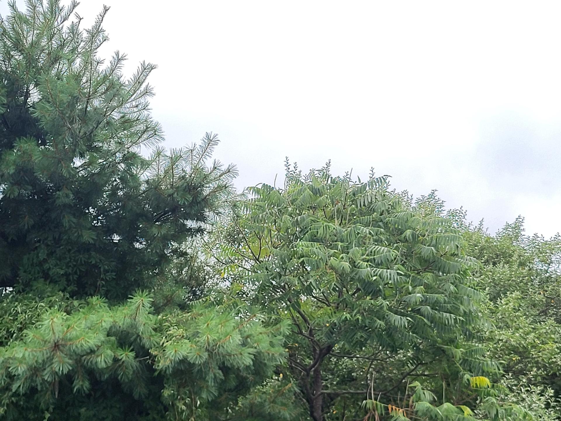 Dense green foliage of various trees against a bright, overcast sky.