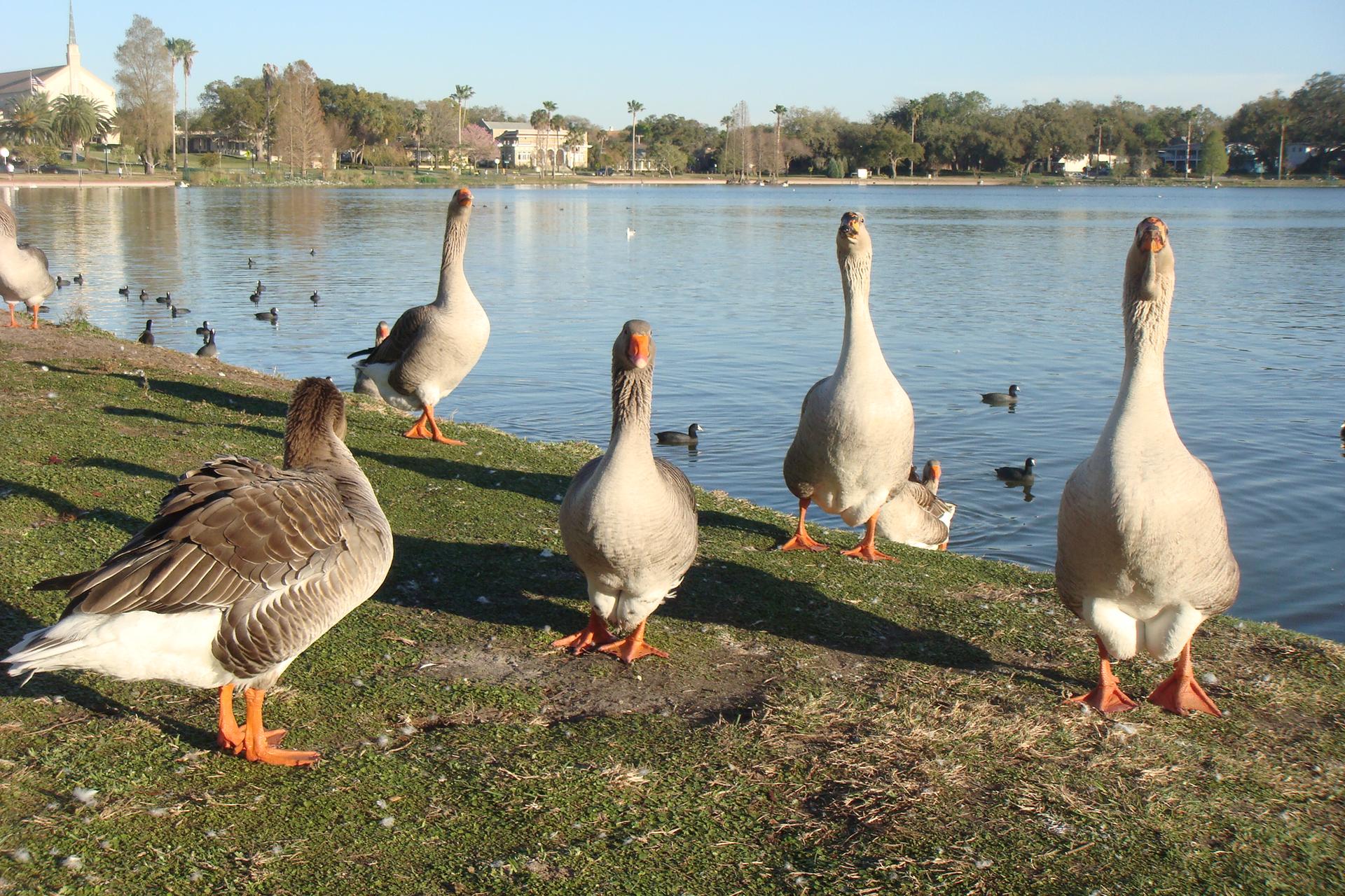 Several geese stand on a sunny grassy bank beside a calm lake.