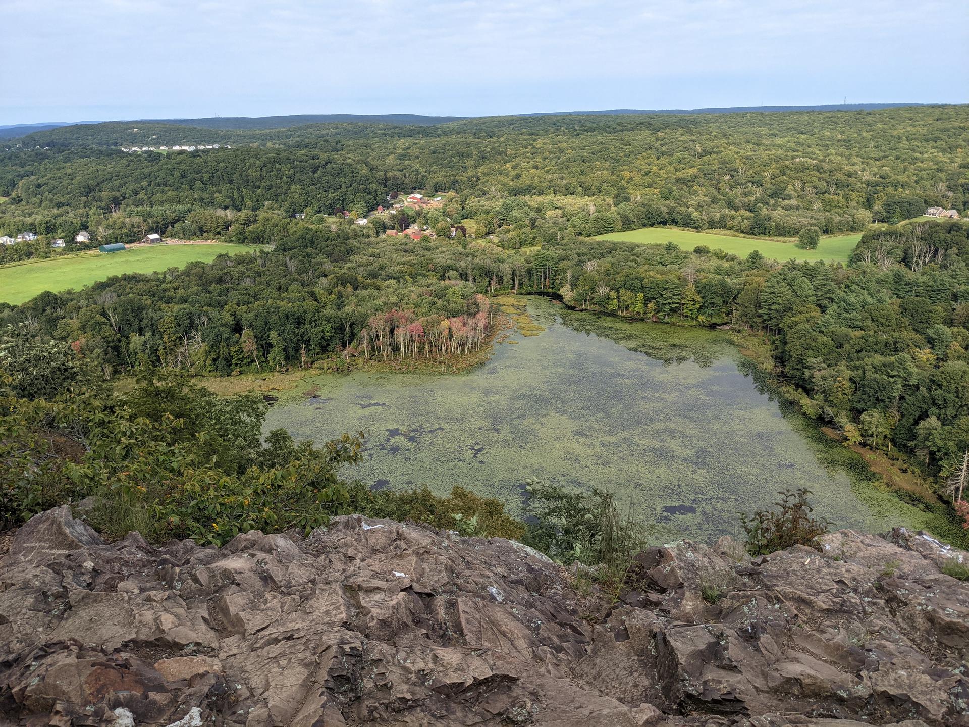 Overlook of an algae-covered lake surrounded by dense green forest and fields under an overcast sky.